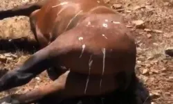 Batman'da at olayı ile ilgili 3 şüpheli gözaltına alındı