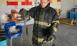 Batman'da yılanlar şehre indi