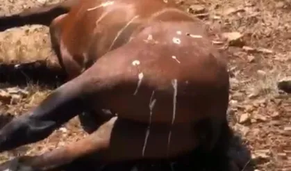 Batman'da at olayı ile ilgili 3 şüpheli gözaltına alındı